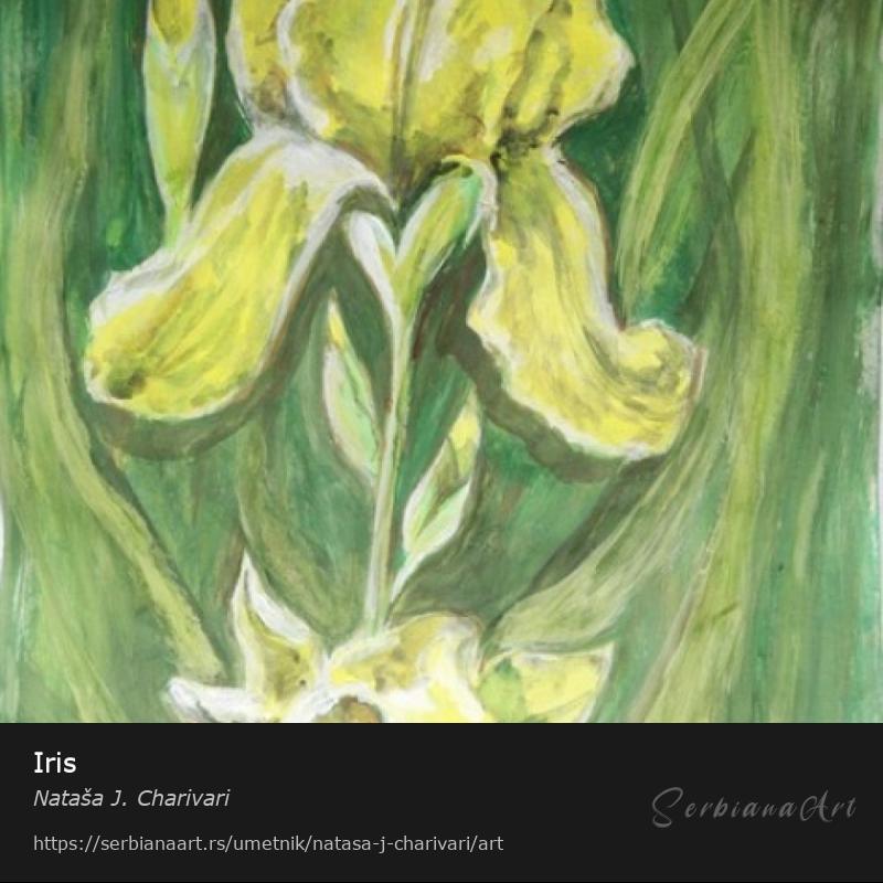 Iris, Tempera/Karton, Nataša J. Charivari