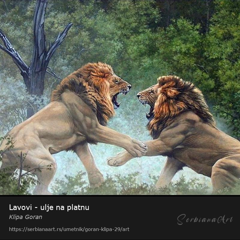 Lavovi - ulje na platnu, Ulje/Platno, Klipa Goran