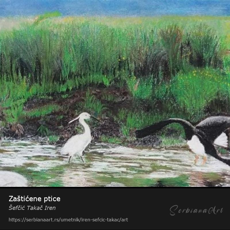 Zaštićene ptice, Pastel/Papir, Šefčić Takač Iren