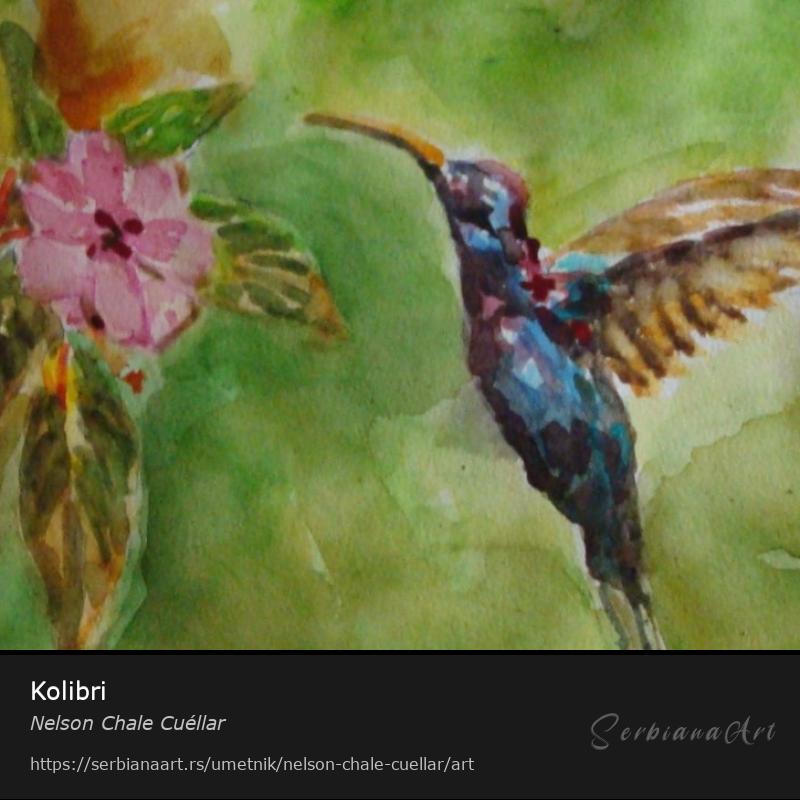 Kolibri, Vodene boje/Papir, Nelson Chale Cuéllar
