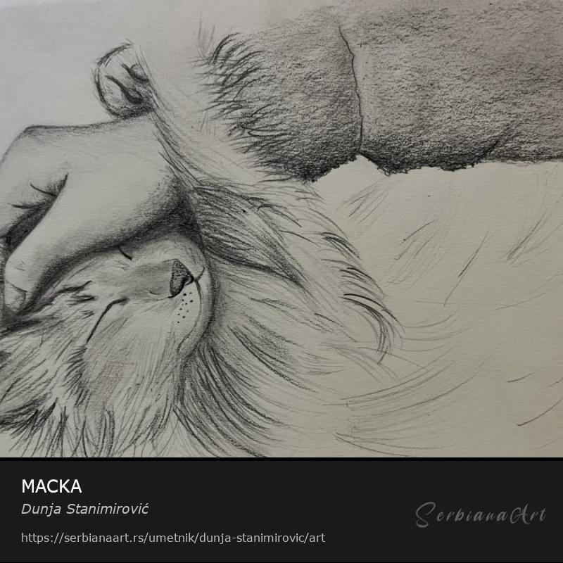 MACKA, Grafika/Papir, Dunja Stanimirović