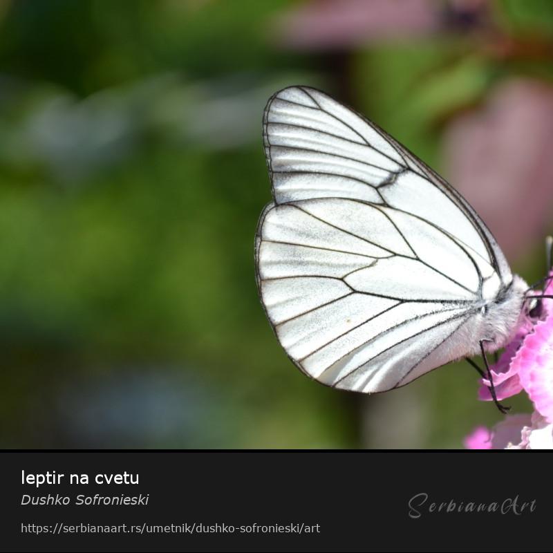 leptir na cvetu, Fotografija/Neodređeno, Dushko Sofronieski