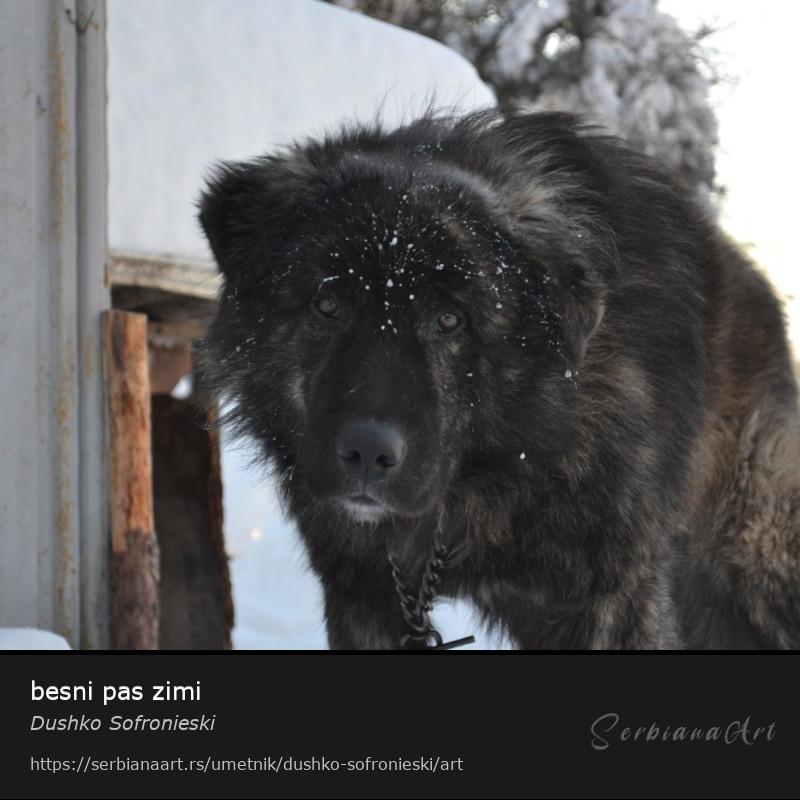 besni pas zimi, Fotografija/Neodređeno, Dushko Sofronieski
