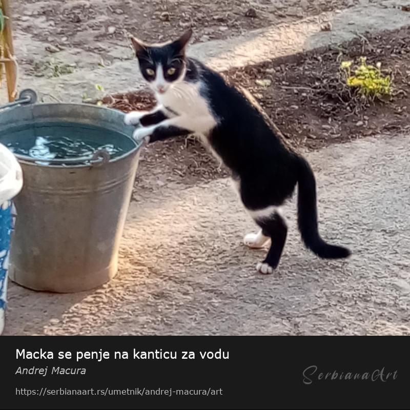 Macka se penje na kanticu za vodu, Fotografija/Platno, Andrej Macura