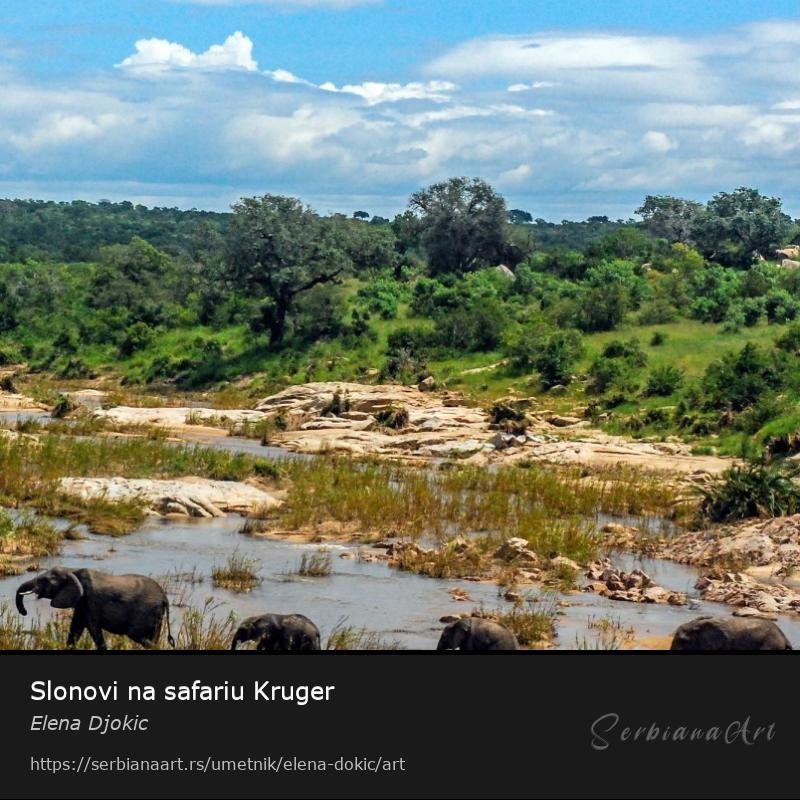 Slonovi na safariu Kruger, Fotografija/Neodređeno, Elena Djokic