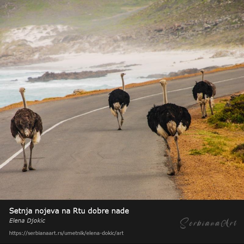 Setnja nojeva na Rtu dobre nade, Fotografija/Neodređeno, Elena Djokic