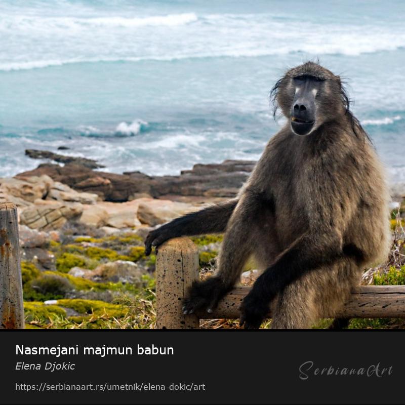 Nasmejani majmun babun, Fotografija/Neodređeno, Elena Djokic