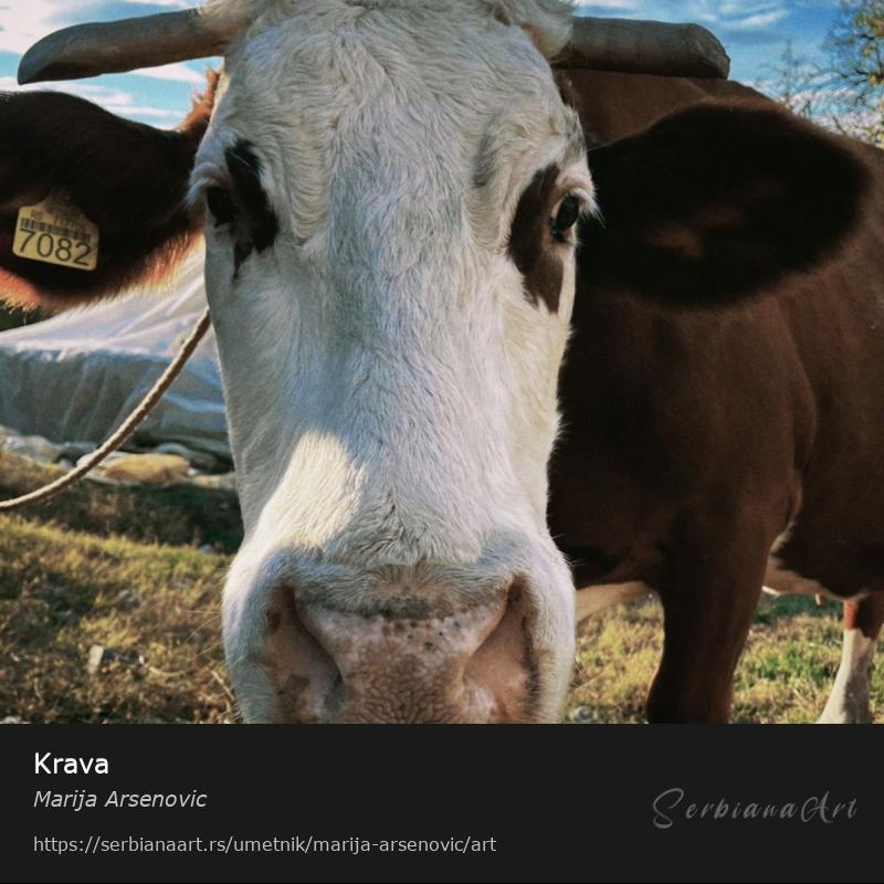 Krava, Fotografija/Neodređeno, Marija Arsenovic
