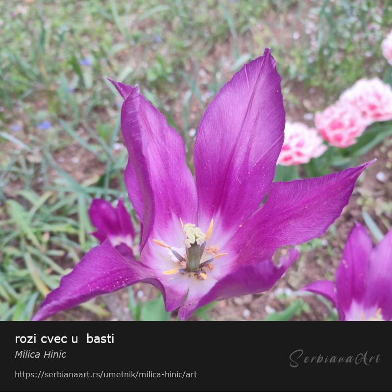 rozi cvec u  basti, Fotografija/Neodređeno, Milica Hinic