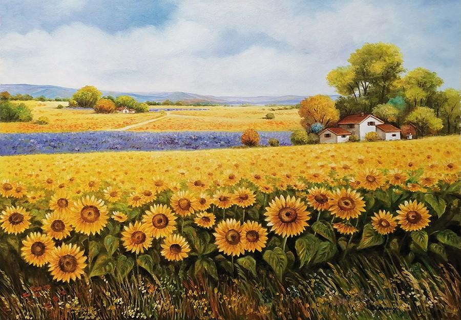 Polje suncokreta 1