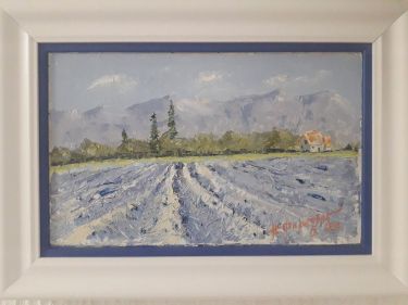 Polje lavande