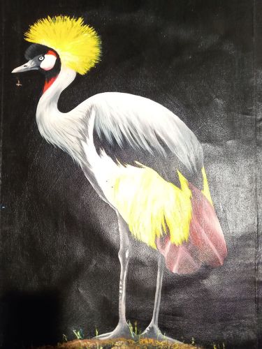 grey crowned crane, autor exotic gallery