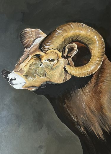 Portret ovna, , autor Marija Obradovic