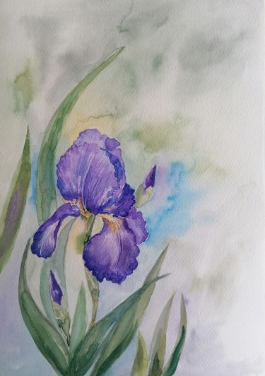 Iris