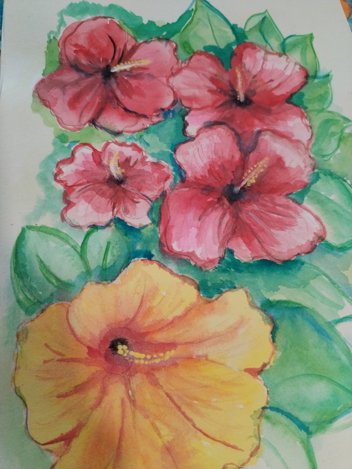 Hibiskus