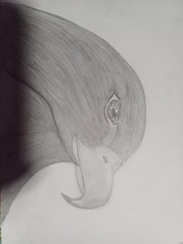 Ptica, autor Jelena Pavlović